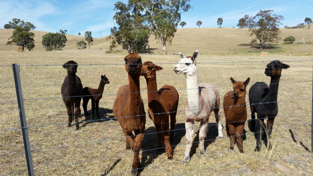 Hillview Farmstay Gundagai Exteriér fotografie