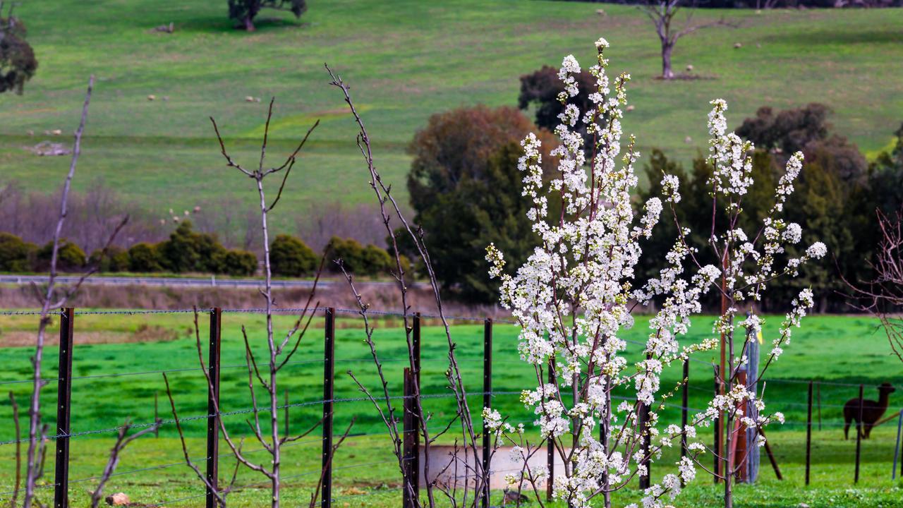 Hillview Farmstay Gundagai Exteriér fotografie
