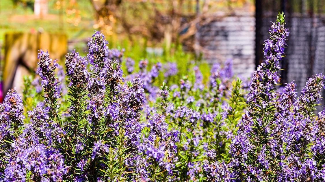 Hillview Farmstay Gundagai Exteriér fotografie