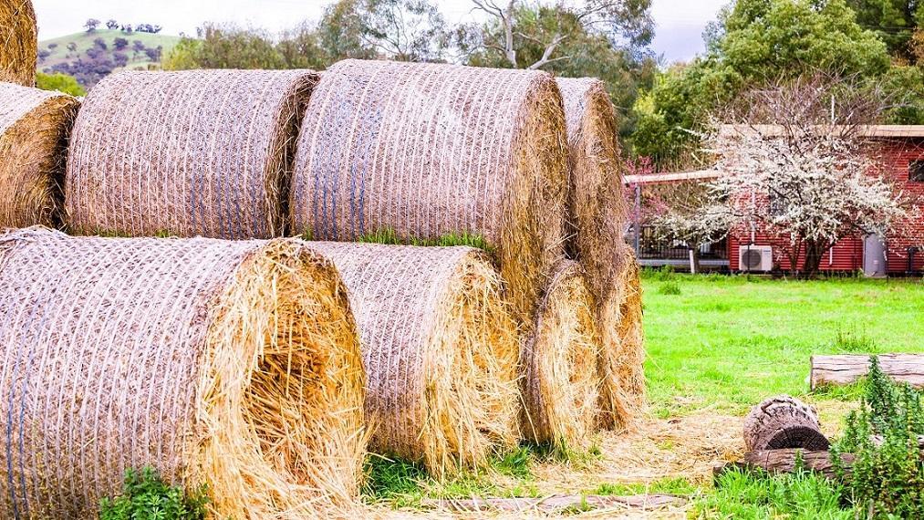 Hillview Farmstay Gundagai Exteriér fotografie