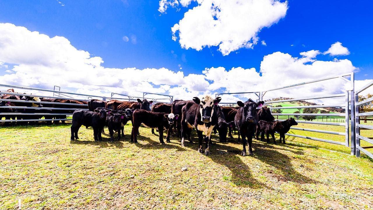 Hillview Farmstay Gundagai Exteriér fotografie